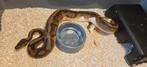 1.0 Enchi Piebald Het Clown 2020 Ball Python Regius, Dieren en Toebehoren