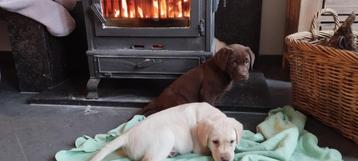 Mooie labrador pups te koop beschikbaar voor biedingen