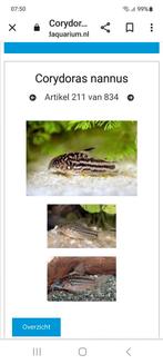 Corydoras locatie maastricht, Animaux & Accessoires, Poissons | Poissons d'aquarium