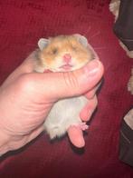 Goudhamster, Dieren en Toebehoren, Knaagdieren, Hamster, December, Vrouwelijk, Tam