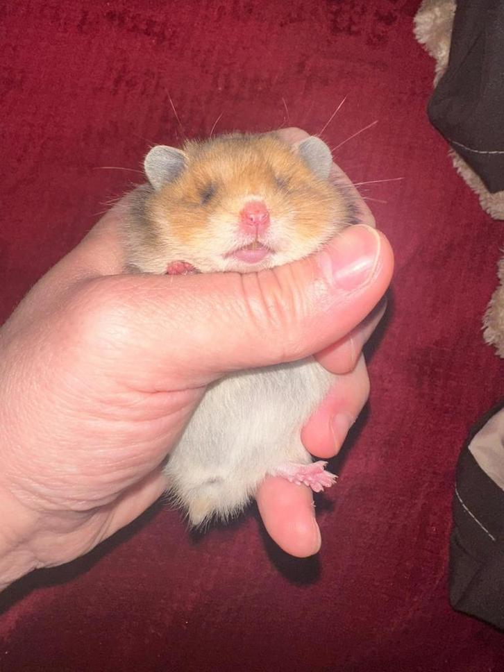 Goudhamster, Dieren en Toebehoren, Knaagdieren, Vrouwelijk, Hamster, December, Tam