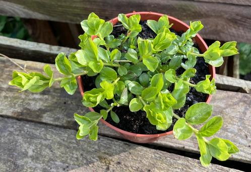 Lysimacchia nummularia, Jardin & Terrasse, Plantes | Jardin, Mi-ombre