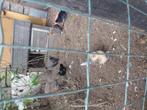 Kippetjes, Dieren en Toebehoren, Tam