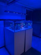 Zeeaquarium shallow 100x90x40, Dieren en Toebehoren, Ophalen of Verzenden, Zo goed als nieuw
