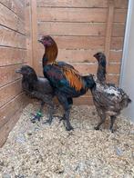 Luikse vechter trio ( haan met 2 hennen)