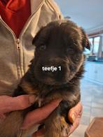 Duitseherders pupy, Dieren en Toebehoren, Parvo, België, Particulier, 8 tot 15 weken