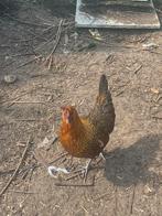 Kippen, Dieren en Toebehoren, Pluimvee, Kip