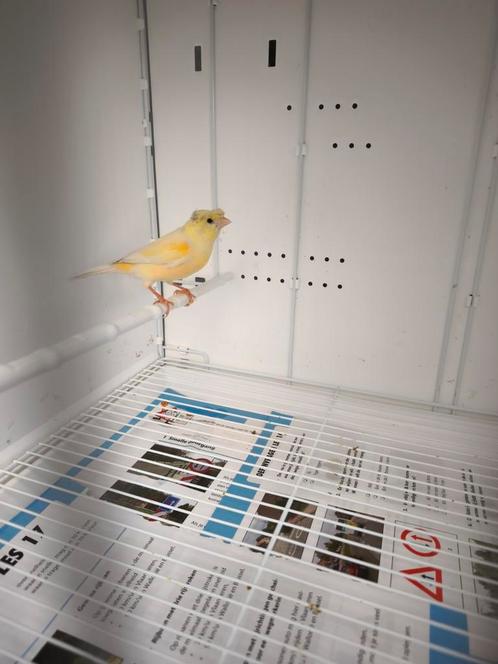 Duitse kuif kanarie man 2024, Dieren en Toebehoren, Vogels | Kanaries, Postuurkanarie, Mannelijk