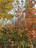 Jonge eiken, Tuin en Terras, Ophalen