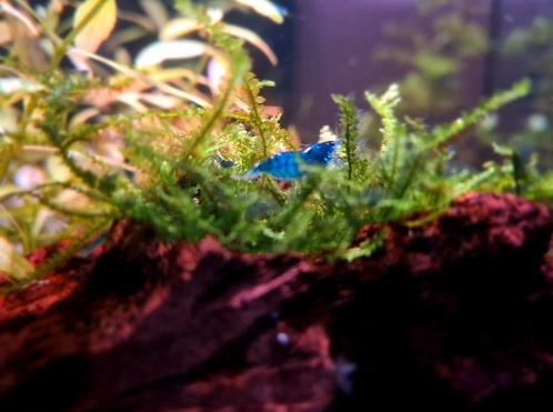 Blue dream blauwe garnalen + gratis crypocoryne/mos, Dieren en Toebehoren, Vissen | Aquariumvissen