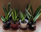 planten sanseveria, Huis en Inrichting, Kamerplanten, Ophalen, Overige soorten, In pot, Minder dan 100 cm