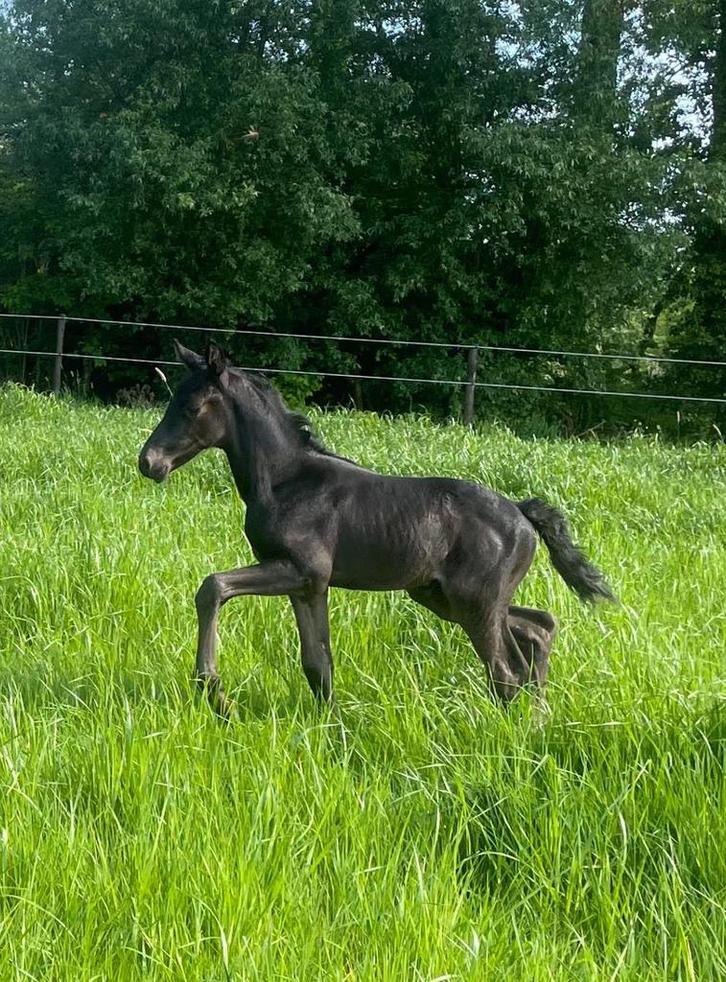 Merrieveulen 2025 I’m special de muze, Animaux & Accessoires, Chevaux, M