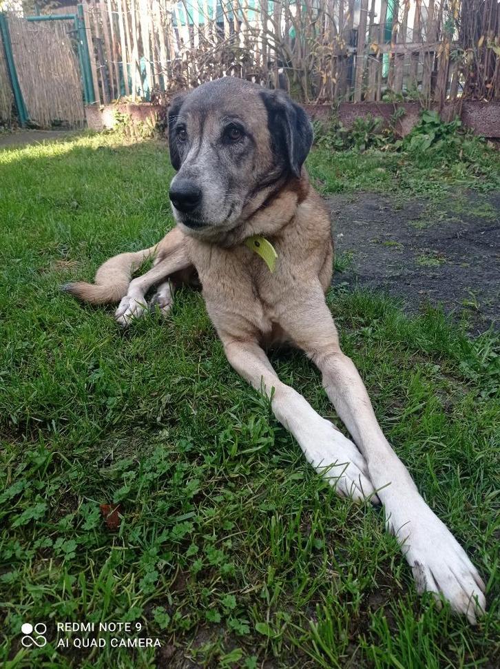 Gezocht: huisje chalet bungalow alternatief gebouw, Immo, Op zoek naar een huis