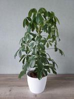 Kamerplant , 65 cm hoog , MET buitenpot !, Ophalen