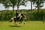 Pension plaats voor IJslander - Tessenderlo, Mise à l'étable, 2 ou 3 chevaux ou poneys