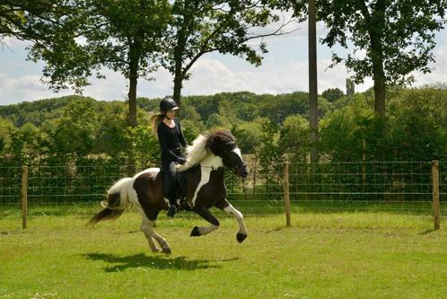 Pension plaats voor IJslander - Tessenderlo, Animaux & Accessoires, Box & Pâturages, Élevage, Mise à l'étable, Pâturage, 2 ou 3 chevaux ou poneys