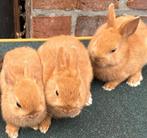 3 kleurdwerg rammetjes, Mannelijk, Dwerg, 0 tot 2 jaar
