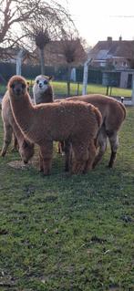 alpaca hengst, Dieren en Toebehoren, Stalling en Weidegang