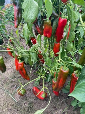 puntpaprika beschikbaar voor biedingen