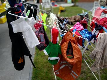 Hondenjassen  xxs xs s en m en large beschikbaar voor biedingen