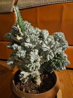 plant : CACTUS, Ophalen, Minder dan 100 cm, In pot, Cactus