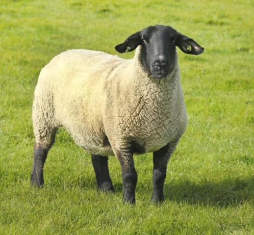 Gezocht suffolk dekram, Dieren en Toebehoren, Schapen, Geiten en Varkens, Schaap, Mannelijk