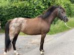 4 jarige drachtige Nia Domo’ Bolero, Dieren en Toebehoren, Pony's, Merrie, Gechipt, Dressuurpony, Zadelmak