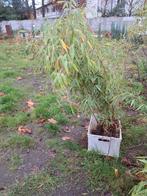 Farfesia rufa bamboe bamboo 1.5m niet woekerend, Ophalen, Bamboe