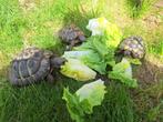 Griekse landschildpadjes - Eigen kweek, Domestique, Tortue, 3 à 6 ans