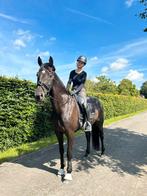 8-jarige dressuur merrie & bomproof!, Dieren en Toebehoren, Paarden, Merrie, M, Dressuurpaard, 7 tot 10 jaar