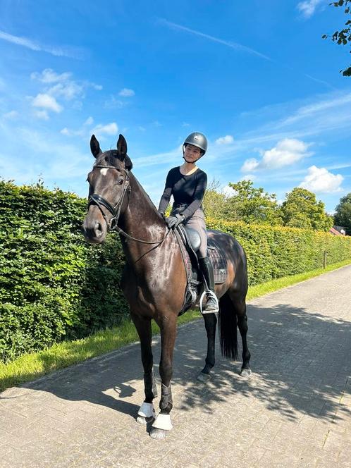 8-jarige dressuur merrie & bomproof!, Dieren en Toebehoren, Paarden, Merrie, M, 160 tot 165 cm, 7 tot 10 jaar, Dressuurpaard