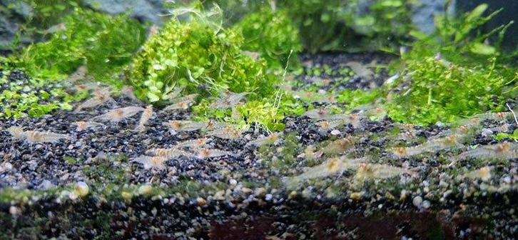 20 mini Japonica garnalen, Dieren en Toebehoren, Vissen | Aquariumvissen, Zoetwatervis, Kreeft, Krab of Garnaal, Schoolvis