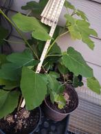 Vijgen struiken brown turkey gestekt, Tuin en Terras, Planten | Fruitbomen, Minder dan 100 cm, Volle zon, In pot, Ophalen of Verzenden