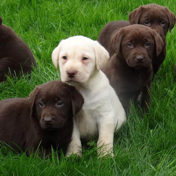 labrador pups bruin en beige, Dieren en Toebehoren, Honden | Retrievers, Spaniëls en Waterhonden, Meerdere dieren, Labrador retriever