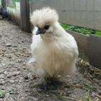 div krielhanen, Dieren en Toebehoren, Pluimvee, Mannelijk, Kip