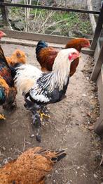 Brahma-haan, Dieren en Toebehoren, Pluimvee, Mannelijk, Kip
