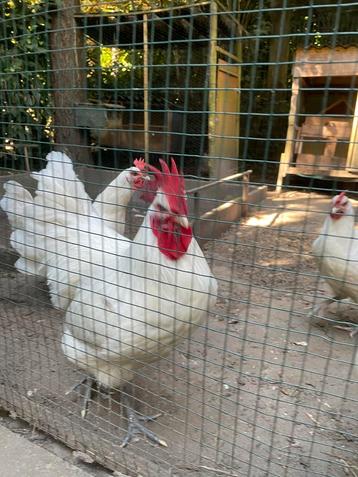 Poule de Bresse Haan, Dieren en Toebehoren, Ophalen