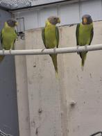 Pruimkopparkiet, Dieren en Toebehoren