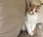 Brits korthaar kittens️, Dieren en Toebehoren, Meerdere dieren, Gechipt, 0 tot 2 jaar