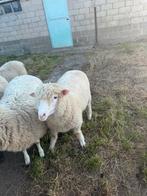 Poll dorset ramlam, Dieren en Toebehoren, Schapen, Geiten en Varkens, Mannelijk, Schaap, 0 tot 2 jaar