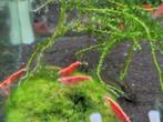 Hobbyaquarium Red Fire garnalen mooi op kleur, Dieren en Toebehoren