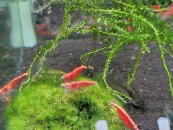 Hobbyaquarium Red Fire garnalen mooi op kleur, Dieren en Toebehoren, Vissen | Aquariumvissen