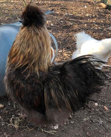 USA zijdehoen broedeieren 10+2 gratis, Sexe inconnu, Poule ou poulet