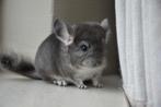 chinchilla Duits violet bokje, Dieren en Toebehoren, Knaagdieren, Chinchilla, Juni, Mannelijk, Tam