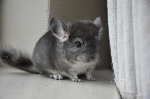 chinchilla Duits violet bokje, Dieren en Toebehoren, Knaagdieren, Mannelijk, Chinchilla, Juni, Tam