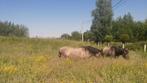 Konik Polski zoekt gezelschap, Ruin, C pony (1.27m tot 1.37m), 11 jaar of ouder