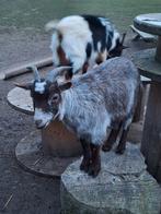 Gecastreerde geiten bok, Dieren en Toebehoren, Schapen, Geiten en Varkens, Vrouwelijk, Geit, 0 tot 2 jaar