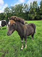 Zeer lief en sociaal minipaard merrieveulen, Dieren en Toebehoren, Pony's, Merrie, A pony (tot 1.17m), Onbeleerd, Recreatiepony