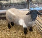 Twee drachtige Suffolk ooien, Dieren en Toebehoren, Schapen, Geiten en Varkens, Vrouwelijk, Schaap, 3 tot 5 jaar