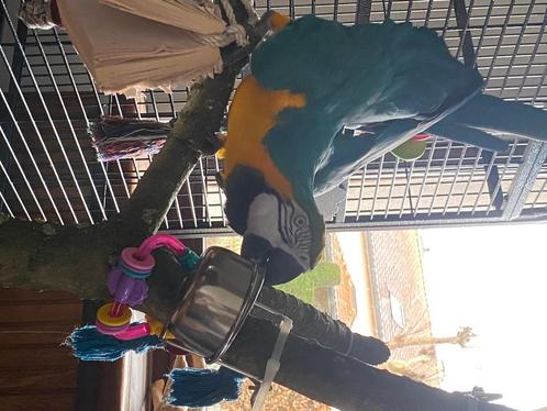Blauw-gele ara, Dieren en Toebehoren, Vogels | Parkieten en Papegaaien, Papegaai, Mannelijk, Geringd